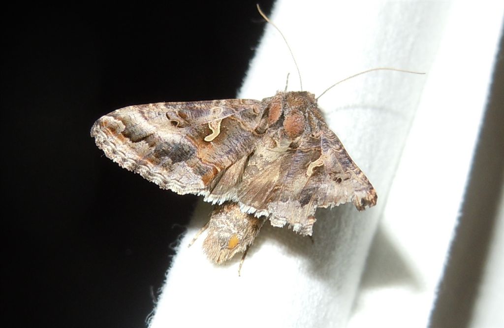 Autographa gamma?